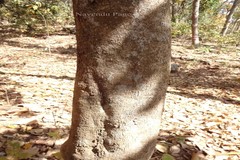 Aporosa octandra
